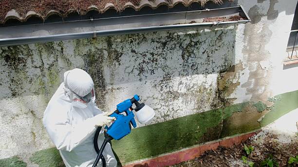 Trusted Mold Removal service in Middleton, MA - Cheap Mold Removal